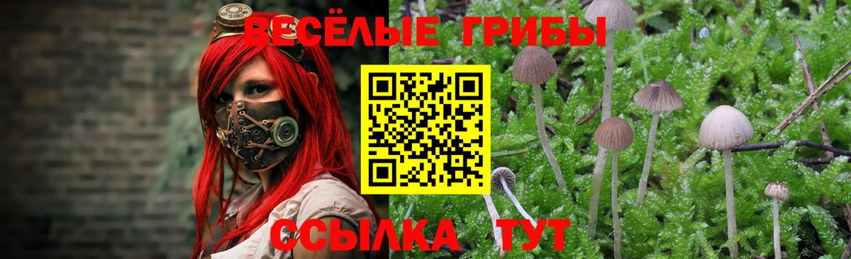 Галлюциногенные грибы Psilocybe Надым